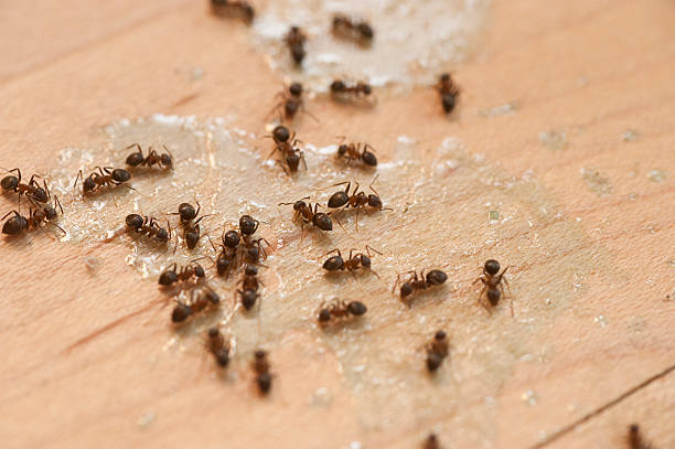 Best Ant Control Services  in Rehobeth, AL