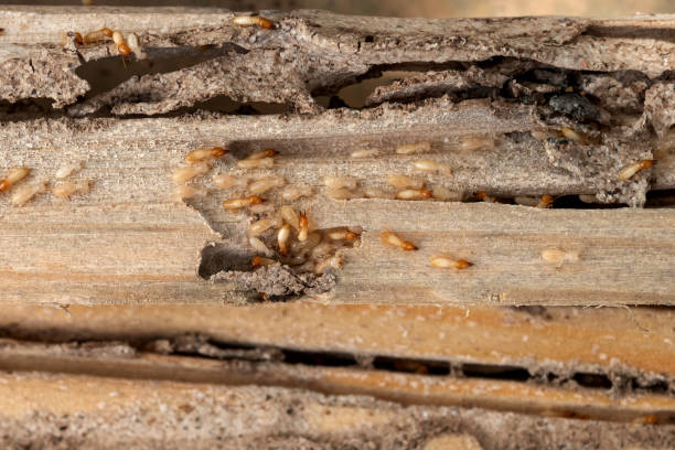 Best Local Pest Control Services  in Rehobeth, AL
