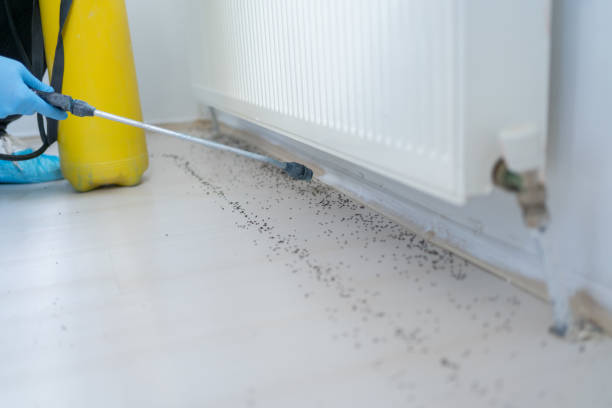 Best Emergency Pest Control  in Rehobeth, AL