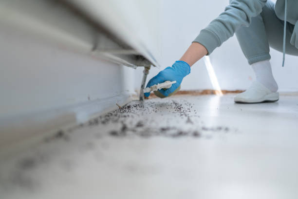 Best Termite Control Services  in Rehobeth, AL